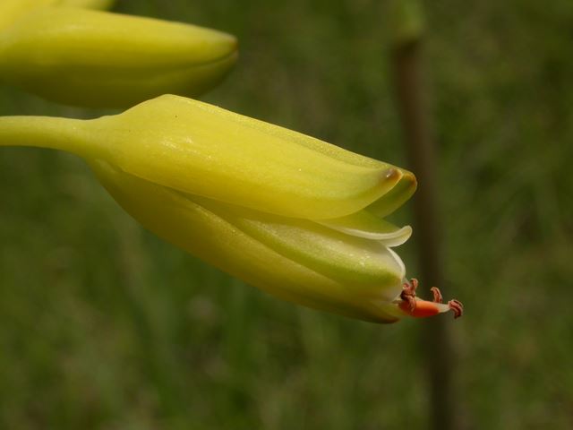 Aloe ecklonis plants for pollinators