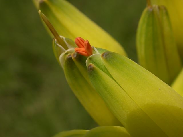 Aloe ecklonis tubular flowers hold pollen and nectar