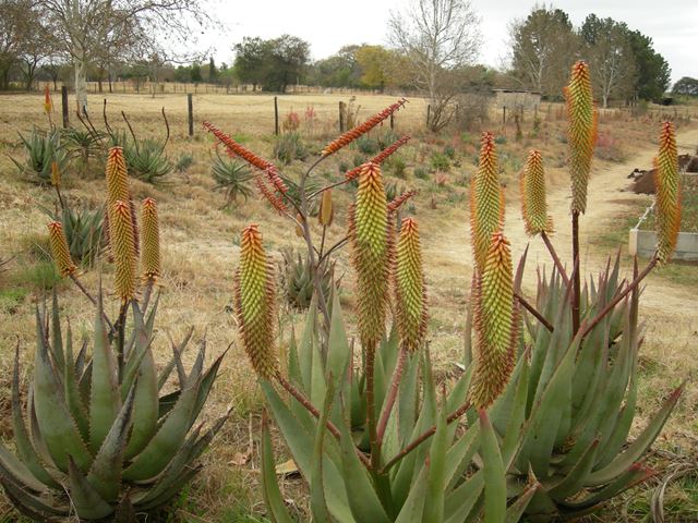 Aloe ferox Random Harvest Nursery