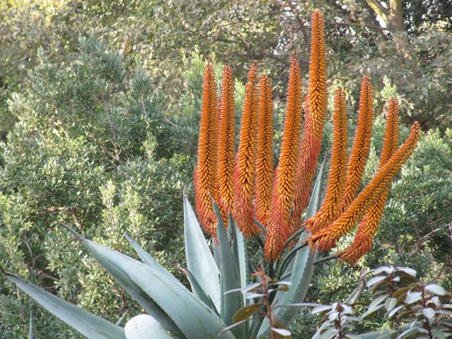 Aloe ferox dense flower spikes