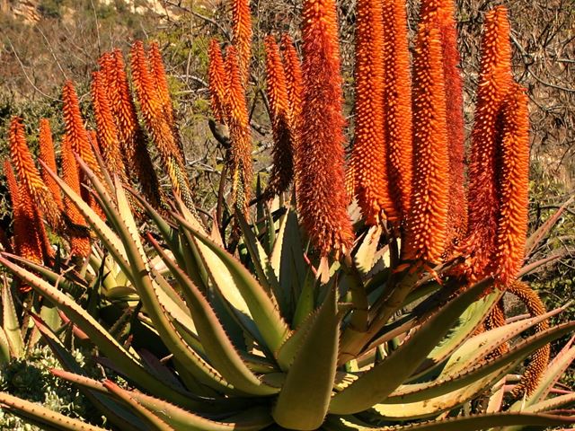Aloe ferox feature plant