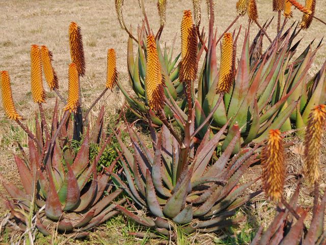 Aloe ferox flowers