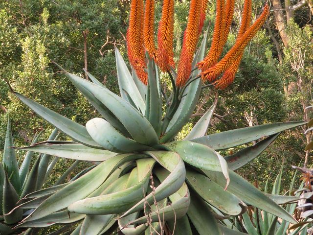 Aloe ferox form plant
