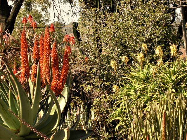 Aloe ferox in succulent garden