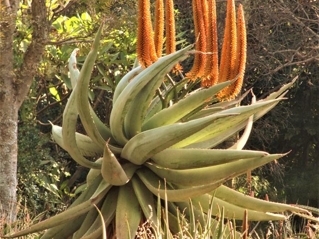 Aloe ferox large flowering aloe