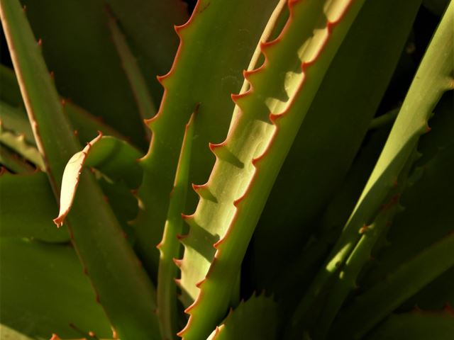 Aloe ferox leaves