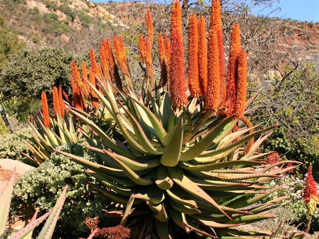 Aloe ferox nectar rich flowers