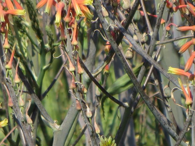 Aloe fosteri grey flowering stems