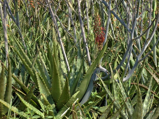 Aloe fosteri groundcover thorny leaves
