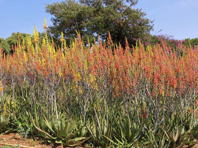 Aloe fosteri multicoloured flowers