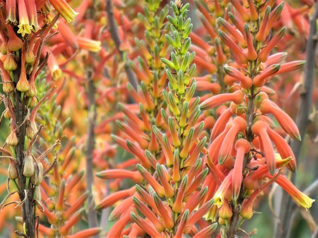 Aloe fosteri yellow and orange flowers