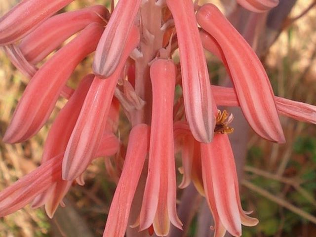 Aloe greatheaddii flowers in July