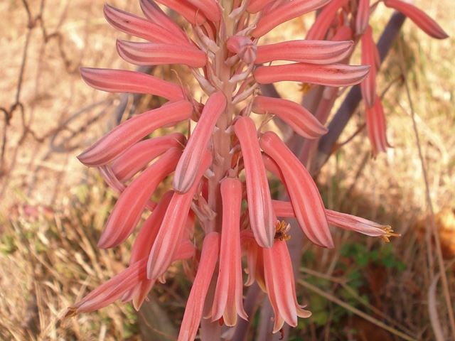Aloe greatheaddii flowers