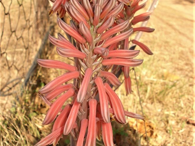 Aloe greatheaddii meadow garden plant