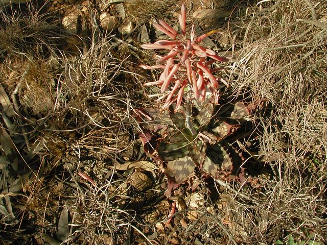 Aloe greatheaddii succulent for cold areas