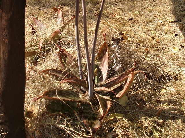 Aloe greatheaddii succulent leaves fodder for game
