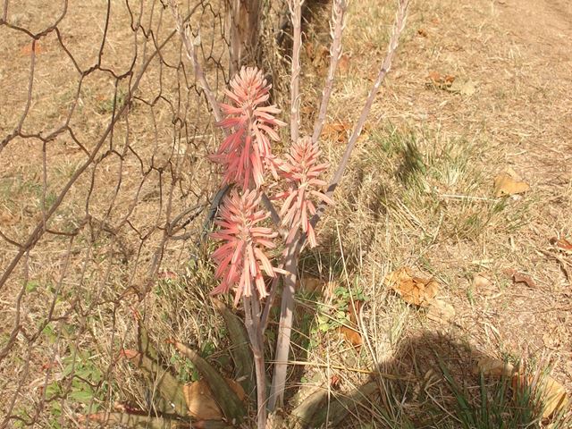 Aloe greatheaddii very hardy succulent