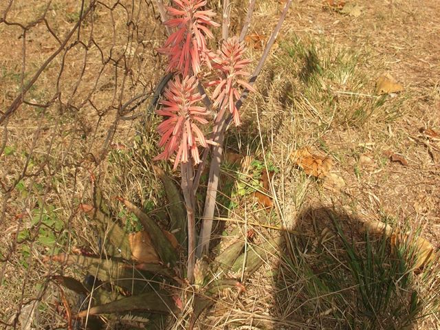 Aloe greatheaddii winter colour