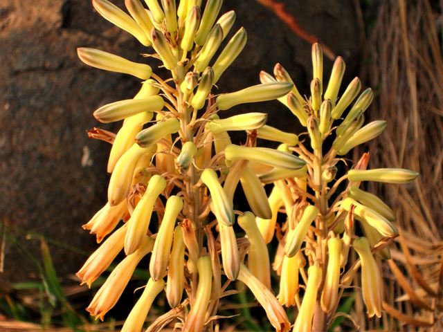Aloe greatheaddii yellow form