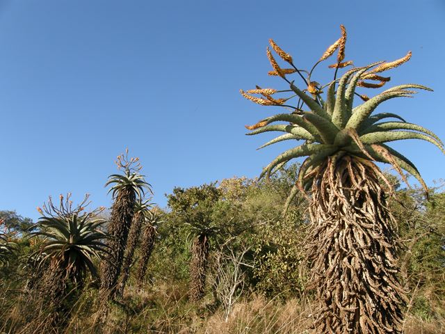 Aloe marlothii Kube Yini bushveld
