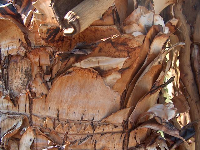 Aloe marlothii bark