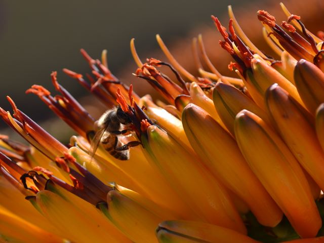 Aloe marlothii bee pollinator