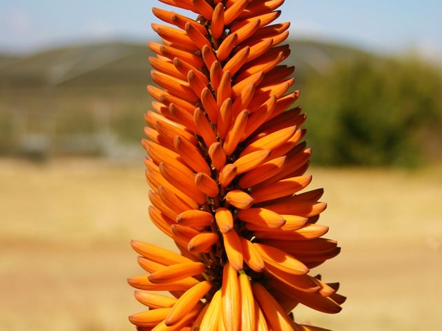 Aloe marlothii flower 1