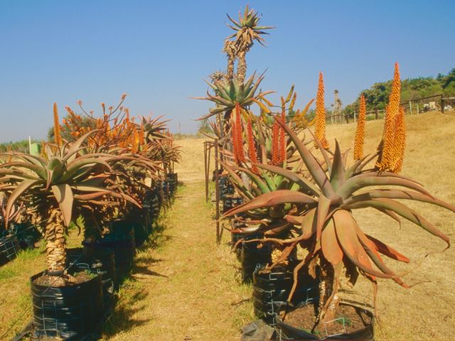 Aloe marlothii in bags Random Harvest Nursery