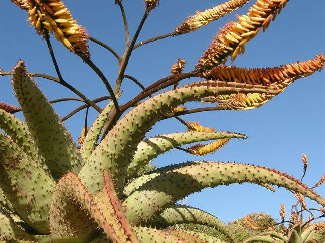 Aloe marlothii in flower