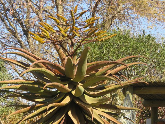 Aloe marlothii inflorescence 2