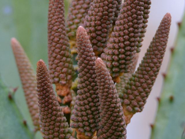 Aloe marlothii inflorescence bud