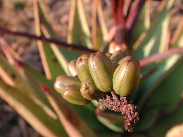 Aloe marlothii seed capsules