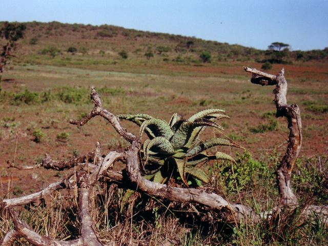 Aloe marlothii with wood