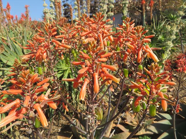 Aloe parvibracteata nectar rich flowers