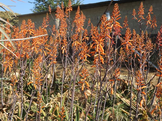 Aloe parvibracteata orange flower spikes