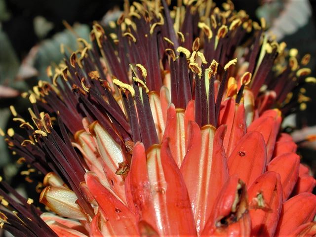 Aloe peglerae beautiful flowers