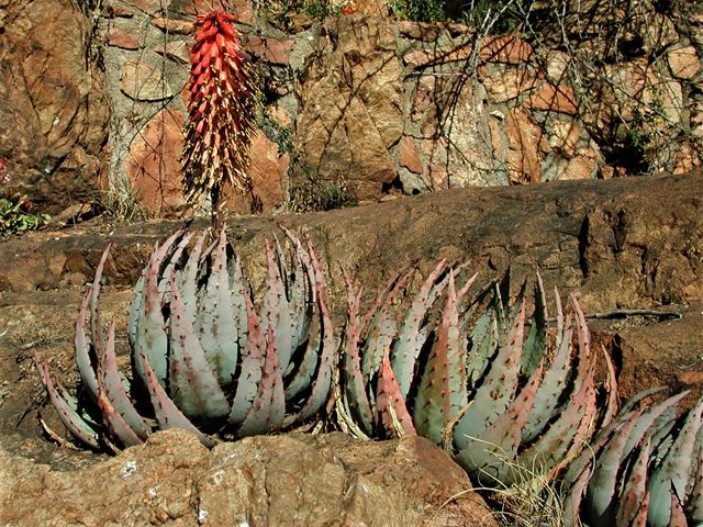 Aloe peglerae form plant rockeries