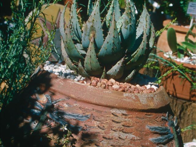 Aloe peglerae hardy container plant