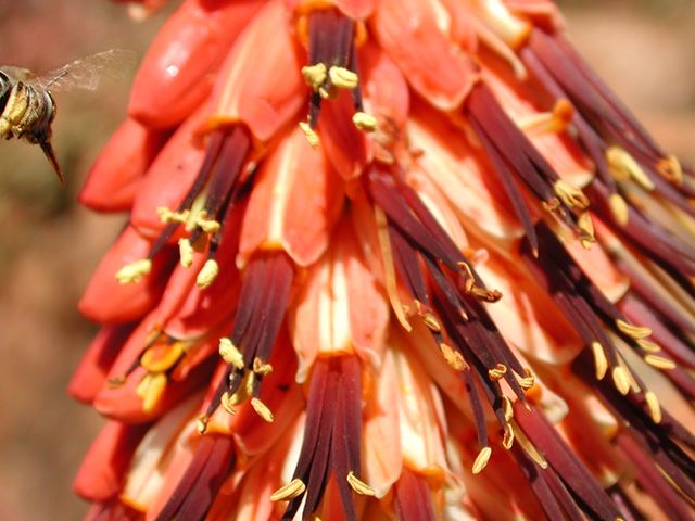Aloe peglerae nectar plant for bees