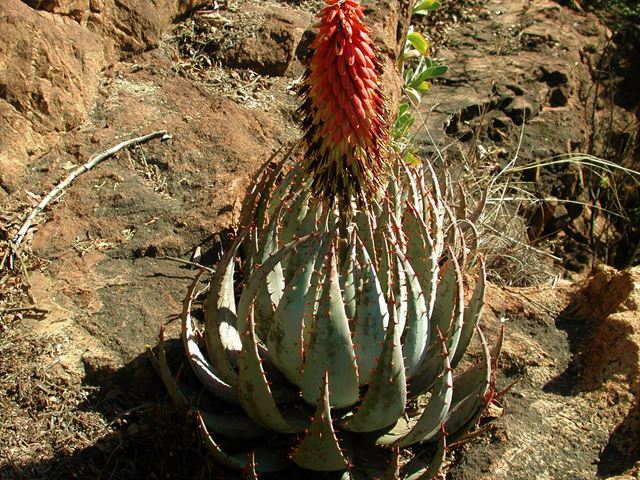 Aloe peglerae robust flower spike