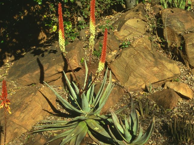 Aloe petricola bird and biodiversity friendly