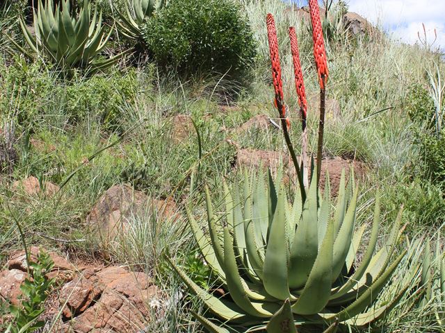 Aloe reitzii in habitat
