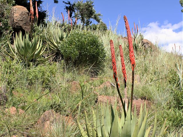 Aloe reitzii in natural habitat
