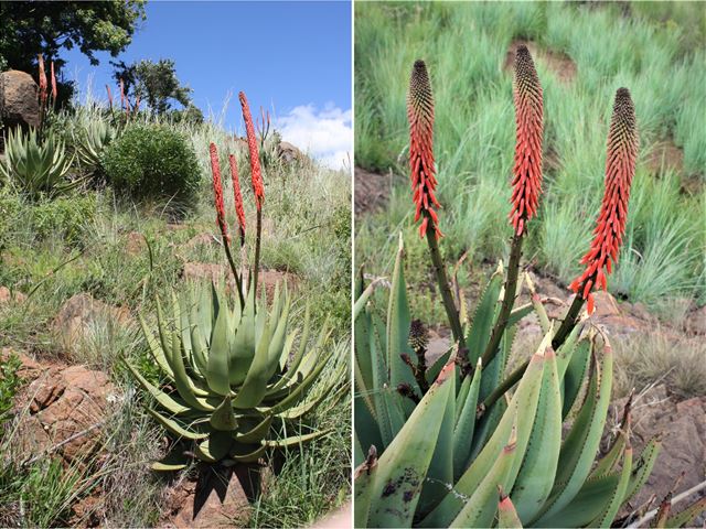 Aloe reitzii rare indigenous stemless Aloe flowering