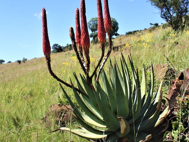 Aloe reitzii rare indigenous stemless Aloe