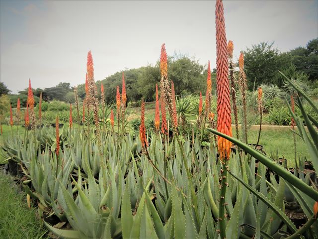 Aloe reitzii supplier Random Harvest Indingenous Nursery
