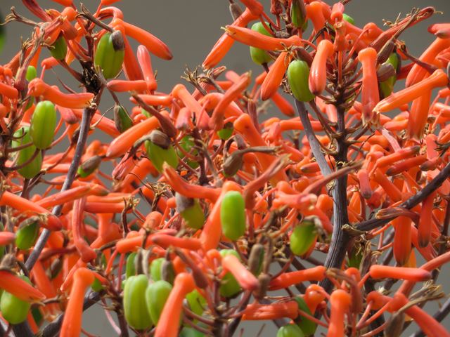 Aloe striata flowers with nectar