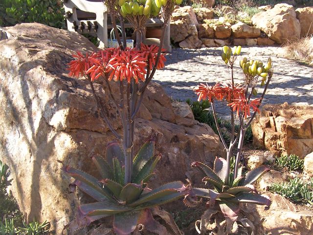 Aloe striata grey green leaves plants for arid gardens