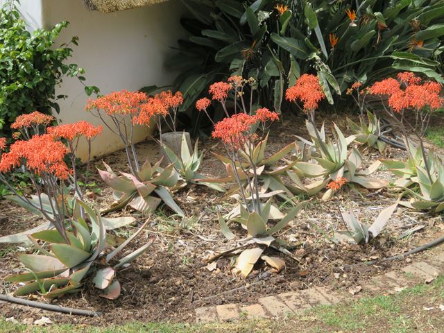 Aloe striata indigenous succulent