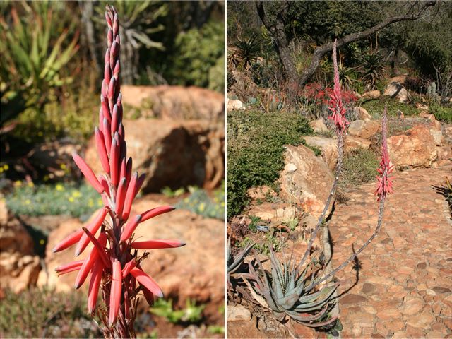 Aloe suprafoliata flowering